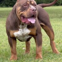 Dog Featured Image