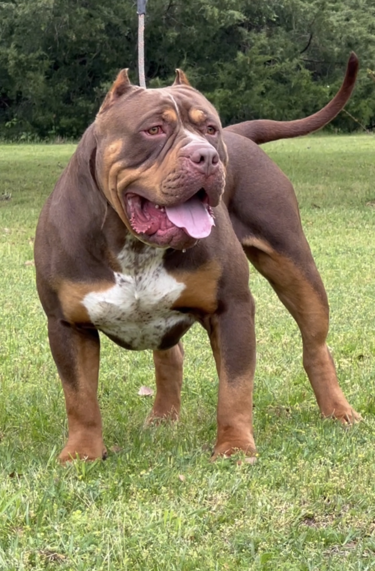 Dog Featured Image