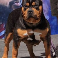 Dog Featured Image
