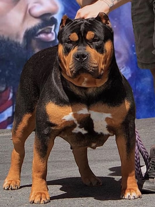 Dog Featured Image