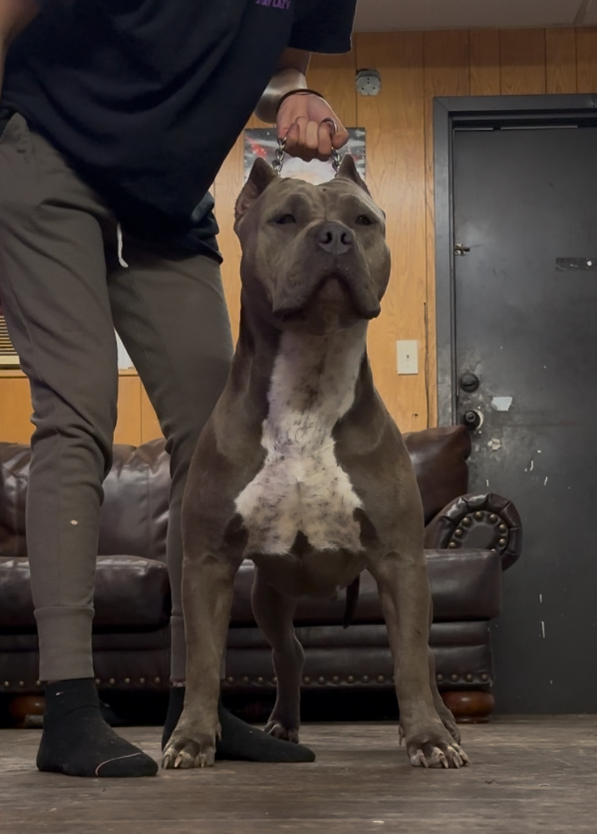 Dog Featured Image