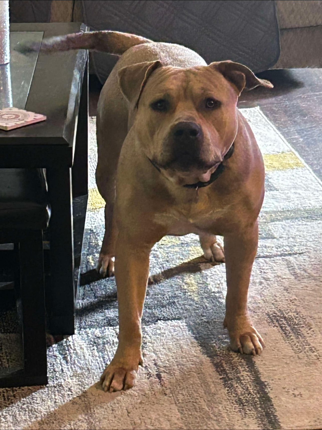 Dog Featured Image