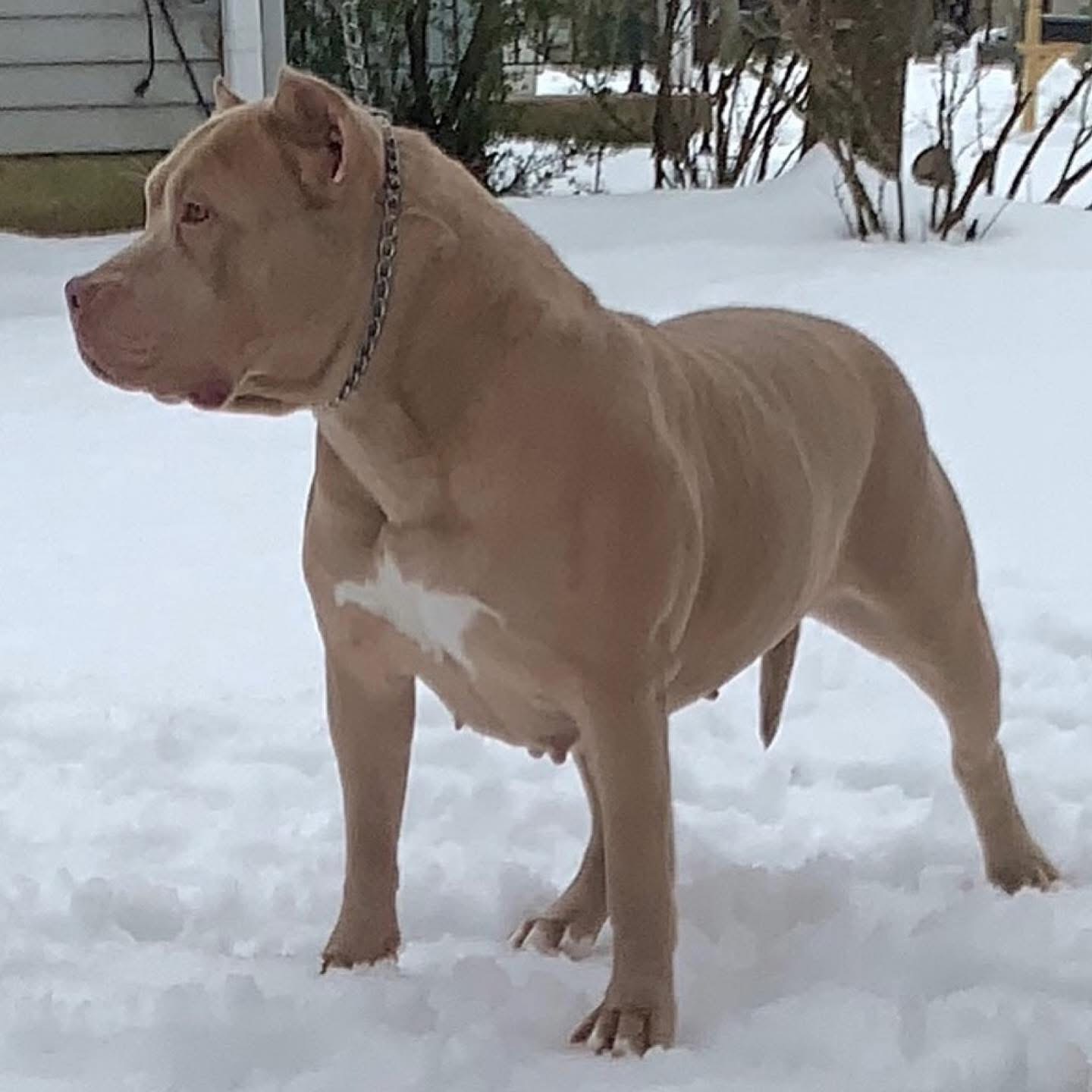 Dog Featured Image