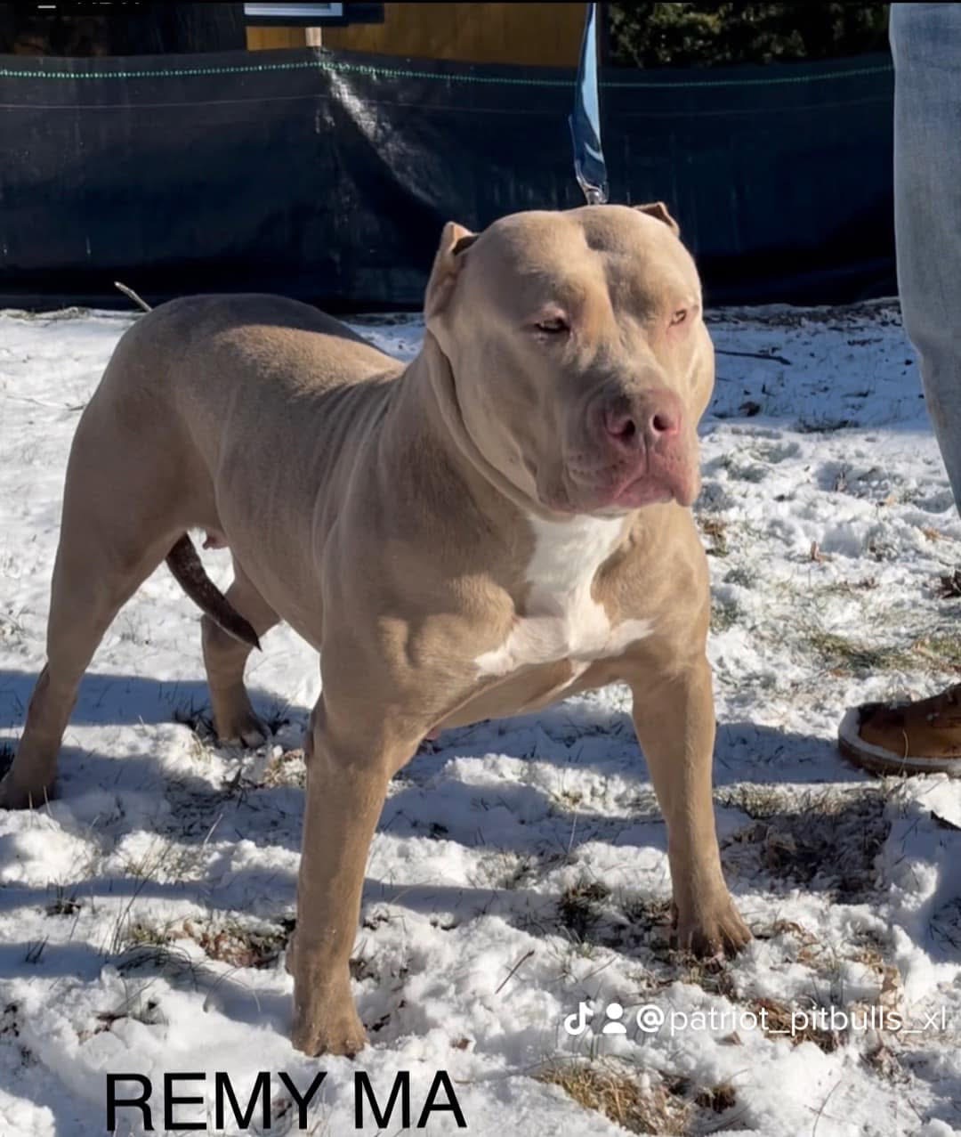 Dog Featured Image
