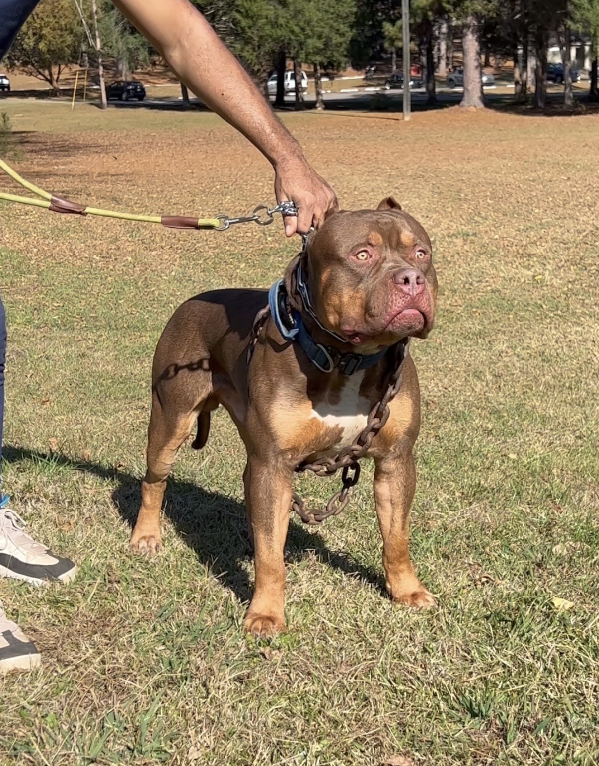 Dog Featured Image