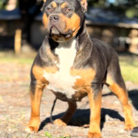 Dog Featured Image