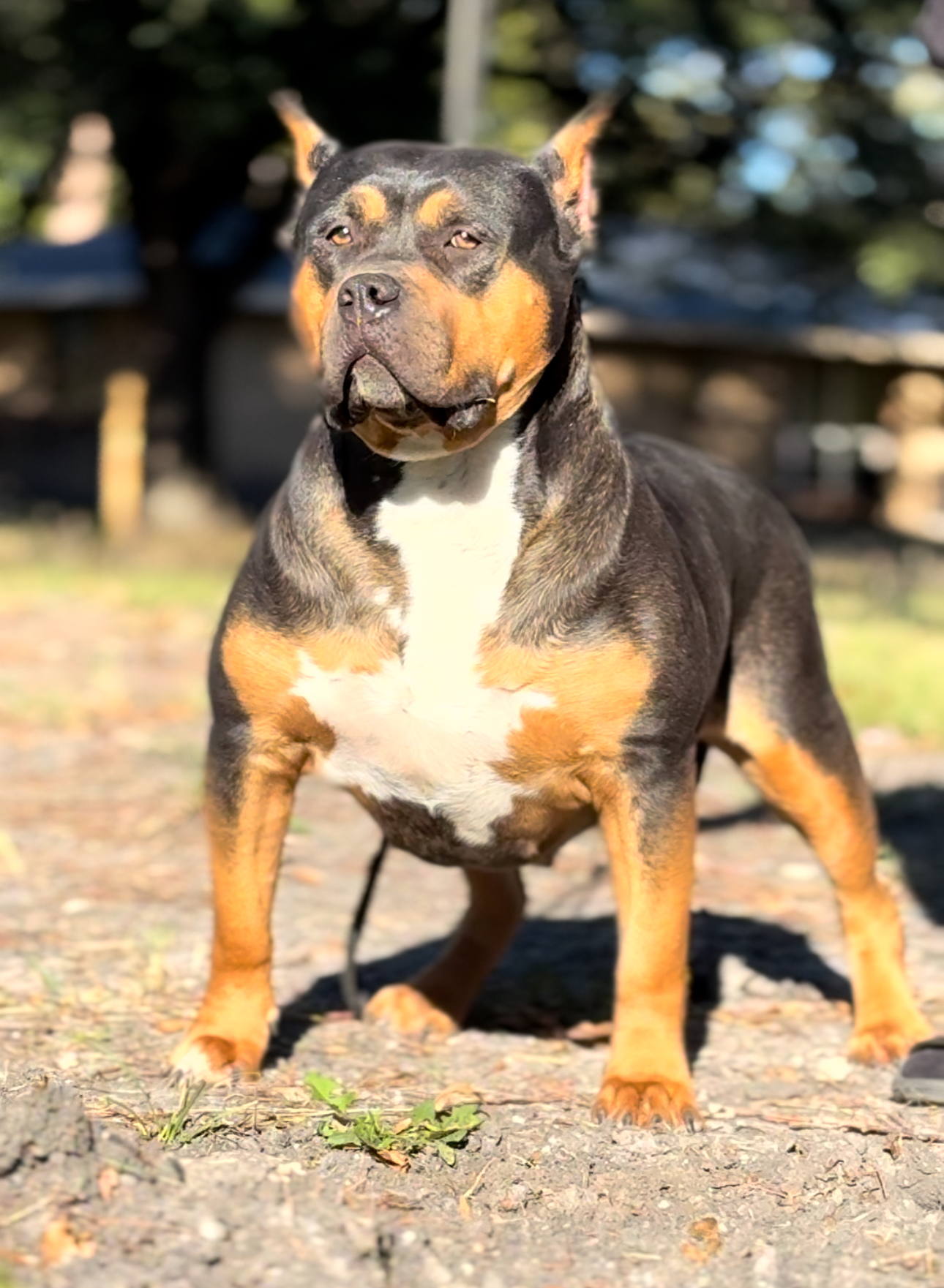 Dog Featured Image