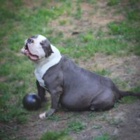 Dog Featured Image