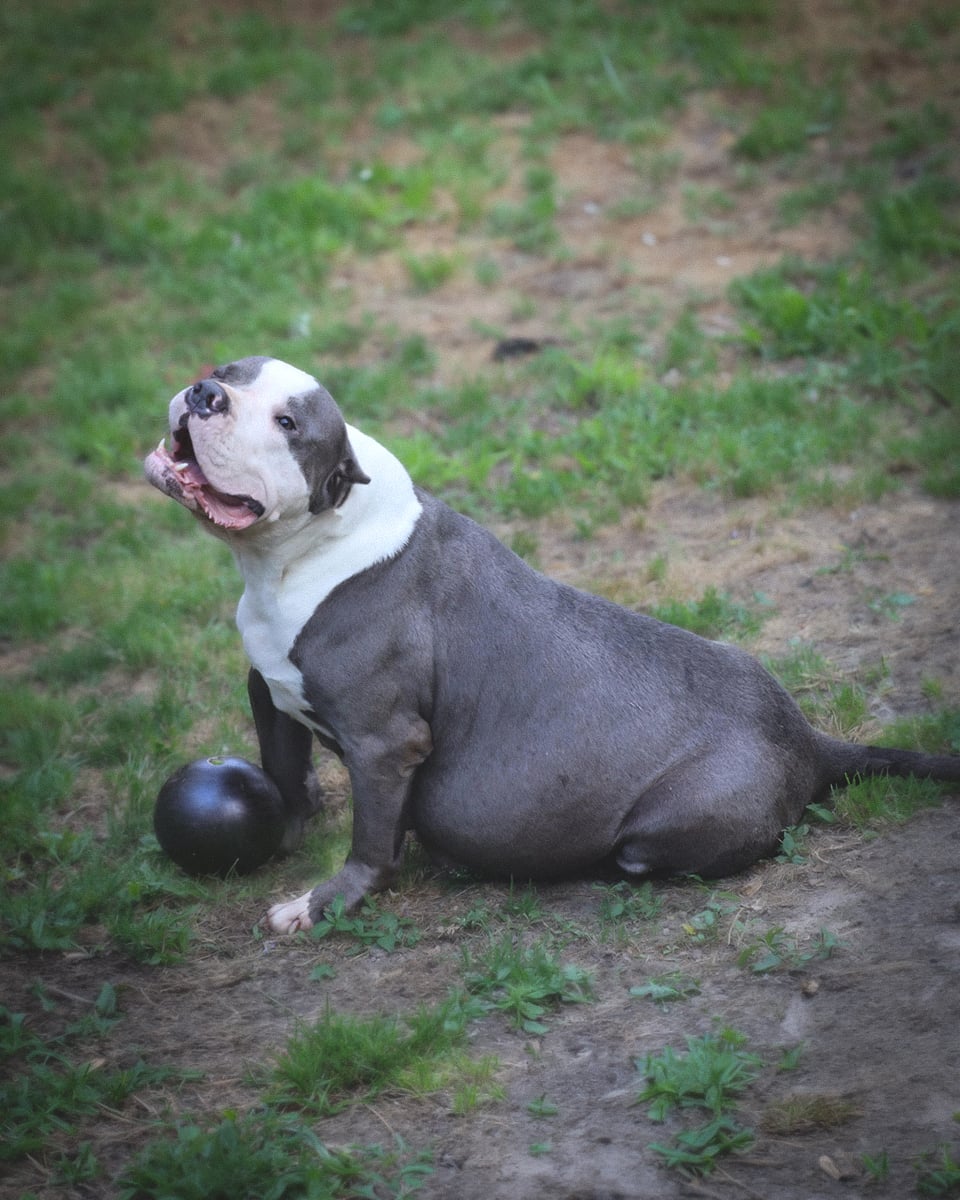 Dog Featured Image