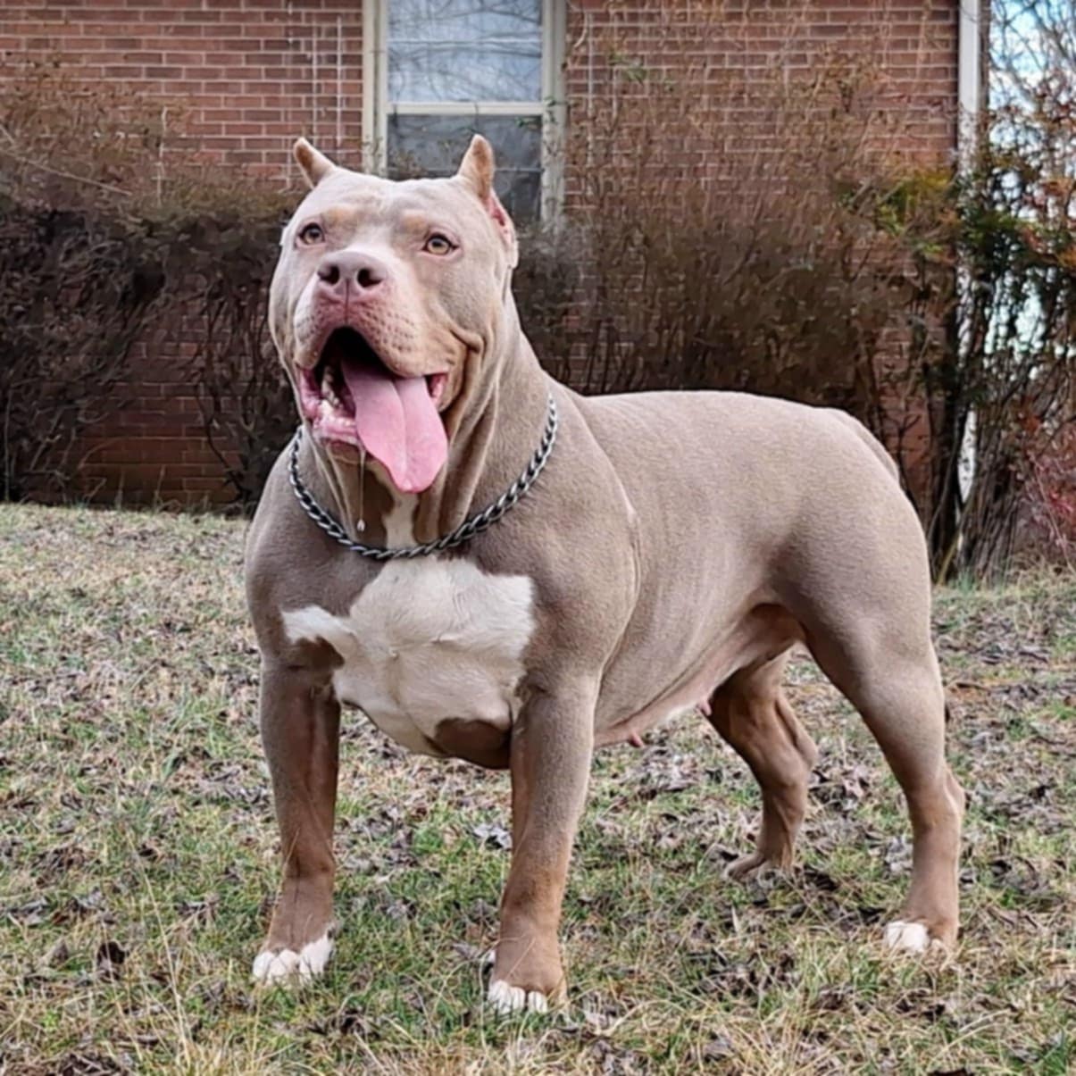Dog Featured Image