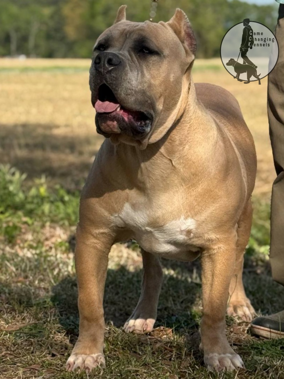 Dog Featured Image
