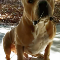 Dog Featured Image