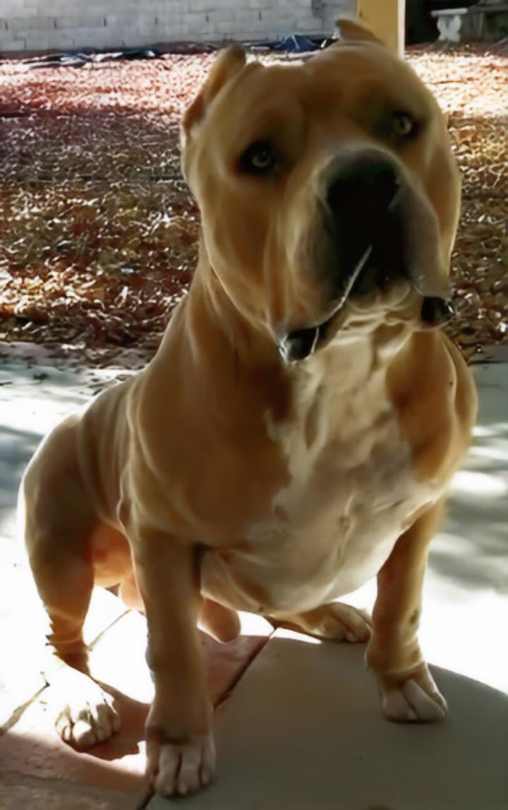 Dog Featured Image