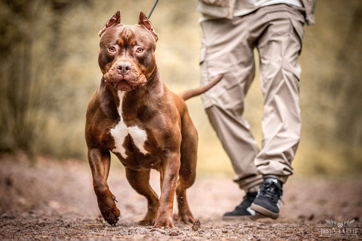 Dog Featured Image