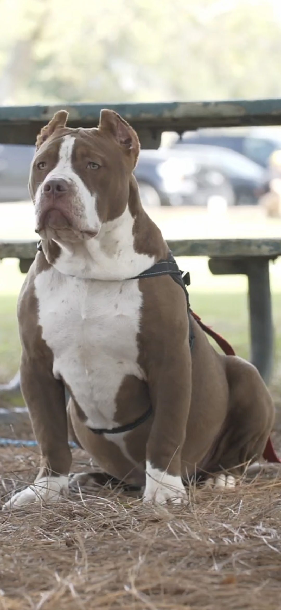 Dog Featured Image