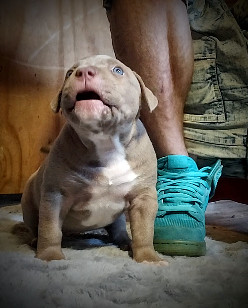 Dog Featured Image
