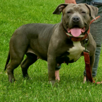 Dog Featured Image