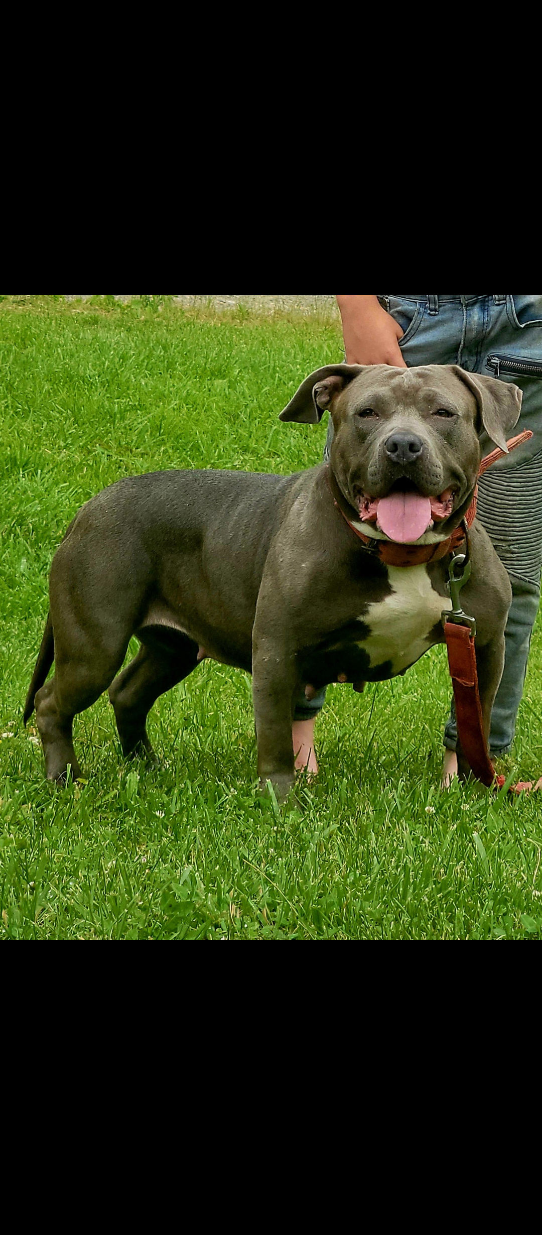 Dog Featured Image
