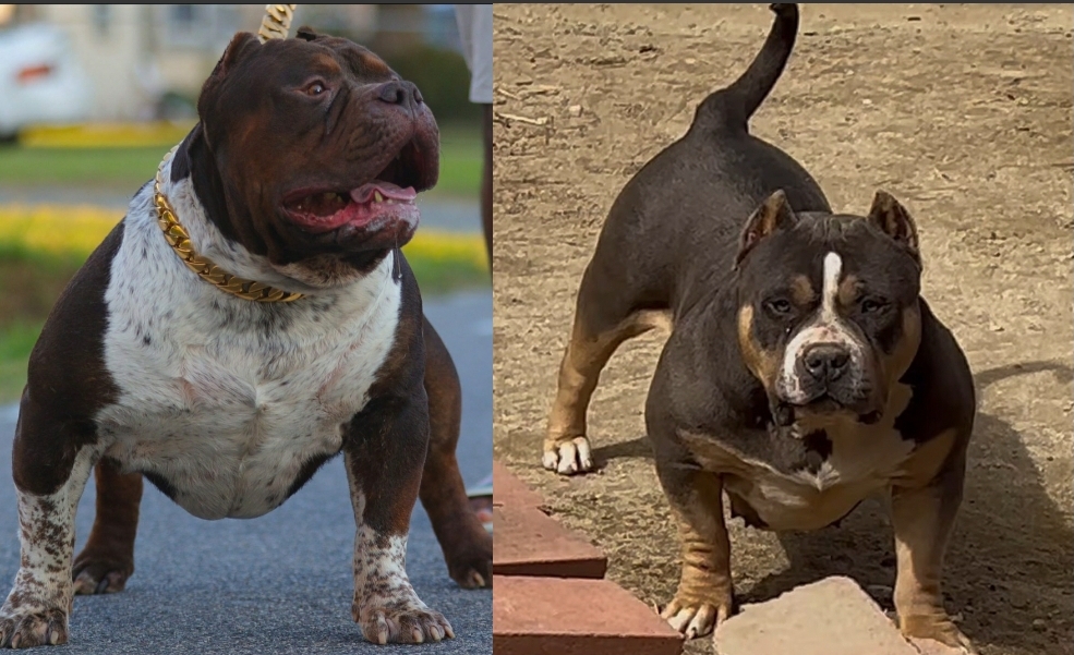 Dog Featured Image