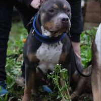 Dog Featured Image