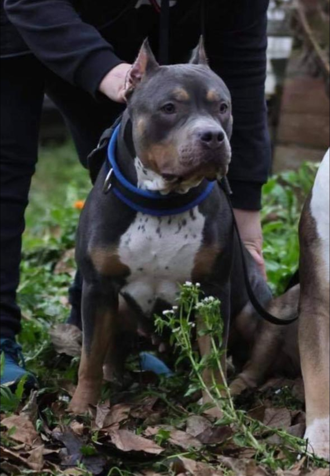 Dog Featured Image