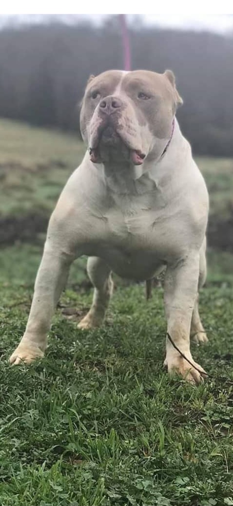 Dog Featured Image