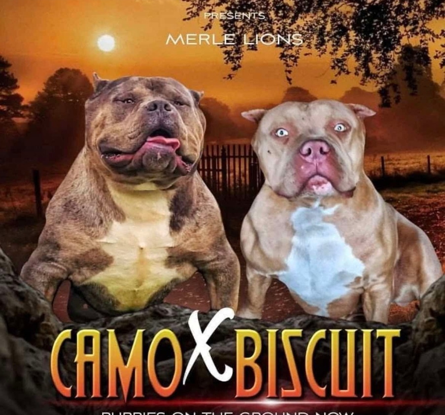 Dog Featured Image