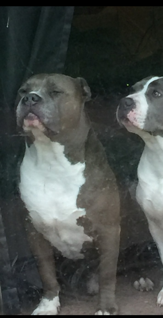 Dog Featured Image