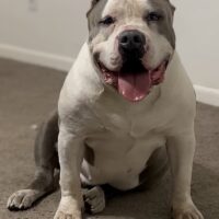 Titanbullys Rhea