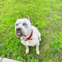 Dog Featured Image