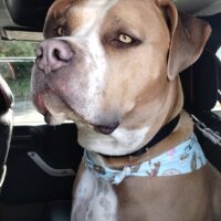 Dog Featured Image