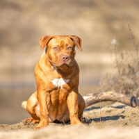 XL Genesisbullz Dronning Lagertha