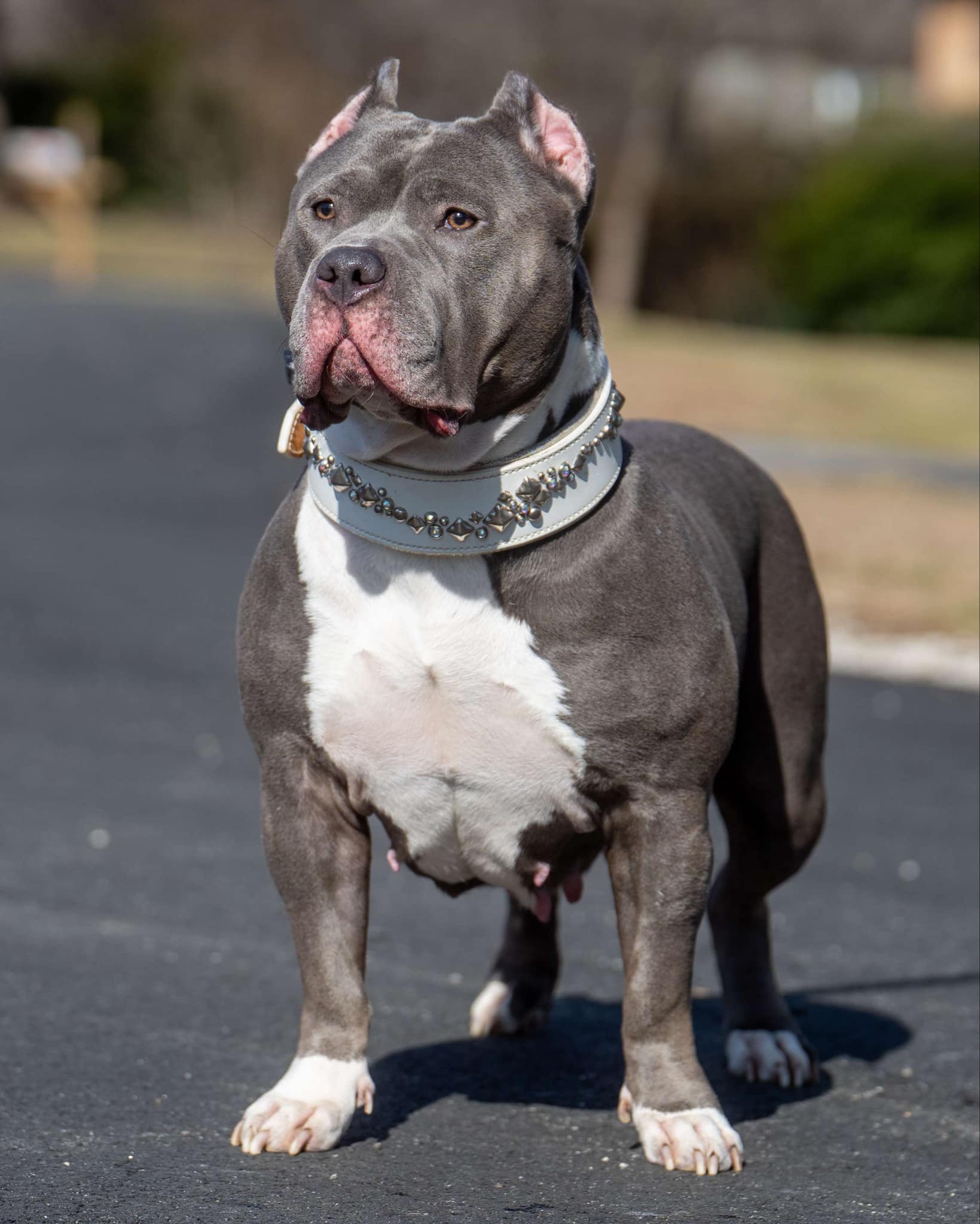 Dog Featured Image