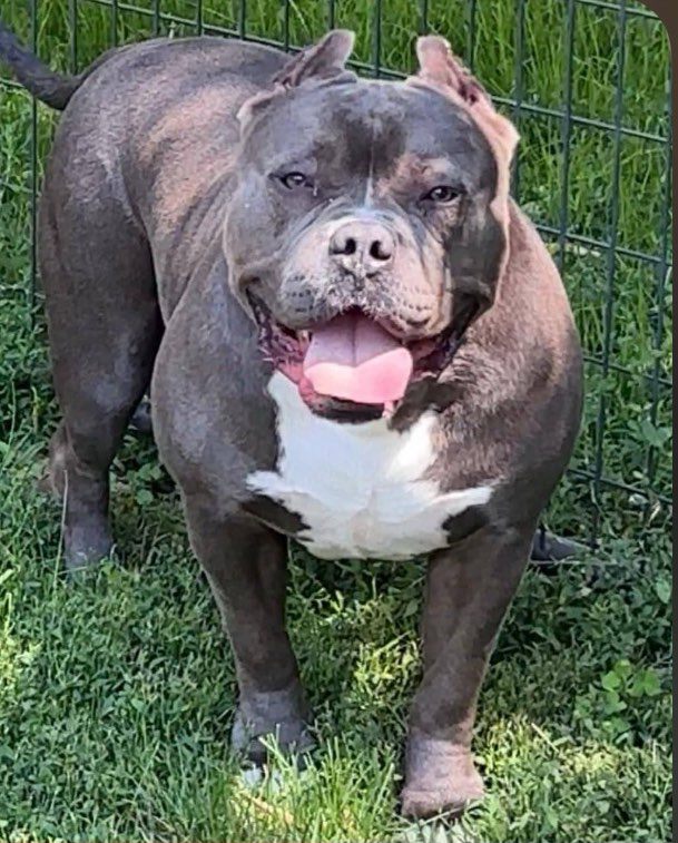 Dog Featured Image