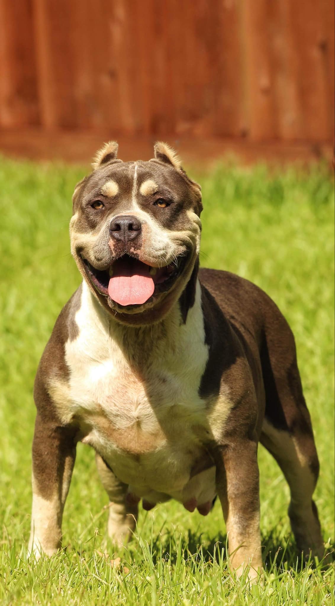 Dog Featured Image