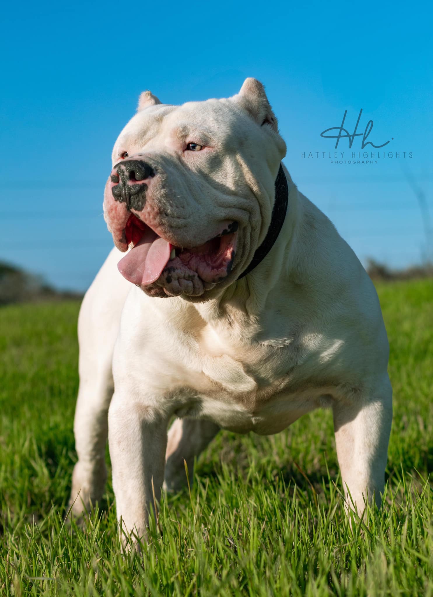 Dog Featured Image
