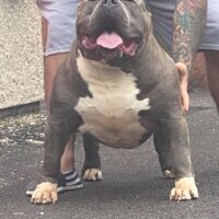Tigerbullies baby boy
