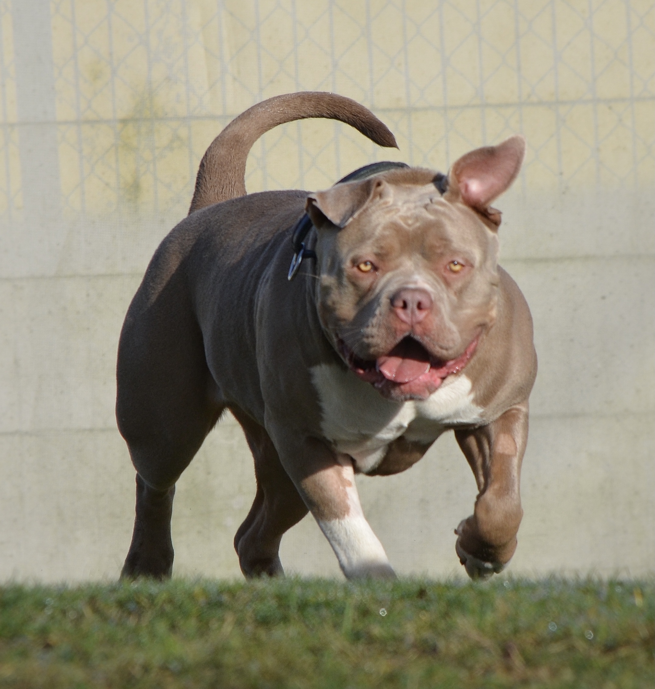 Dog Featured Image