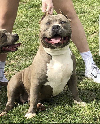 Dog Featured Image