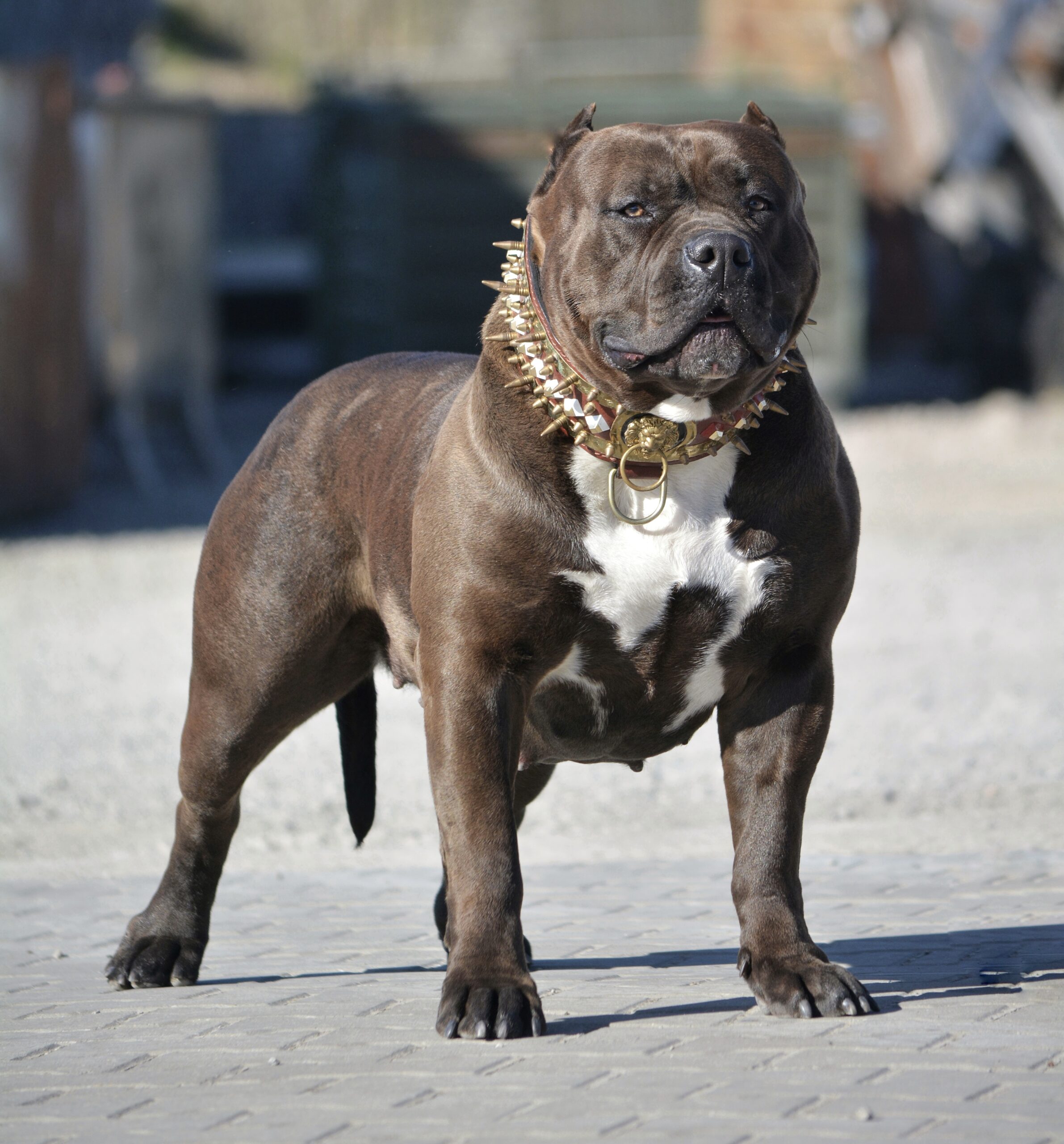 Dog Featured Image