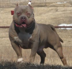 Dog Featured Image