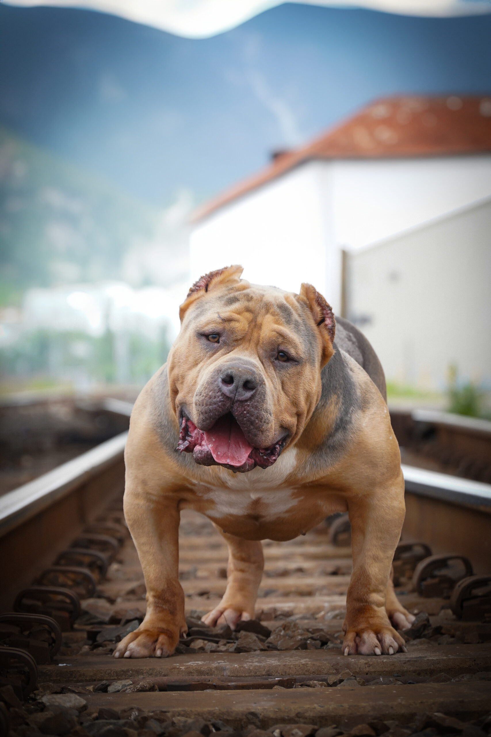 Dog Featured Image