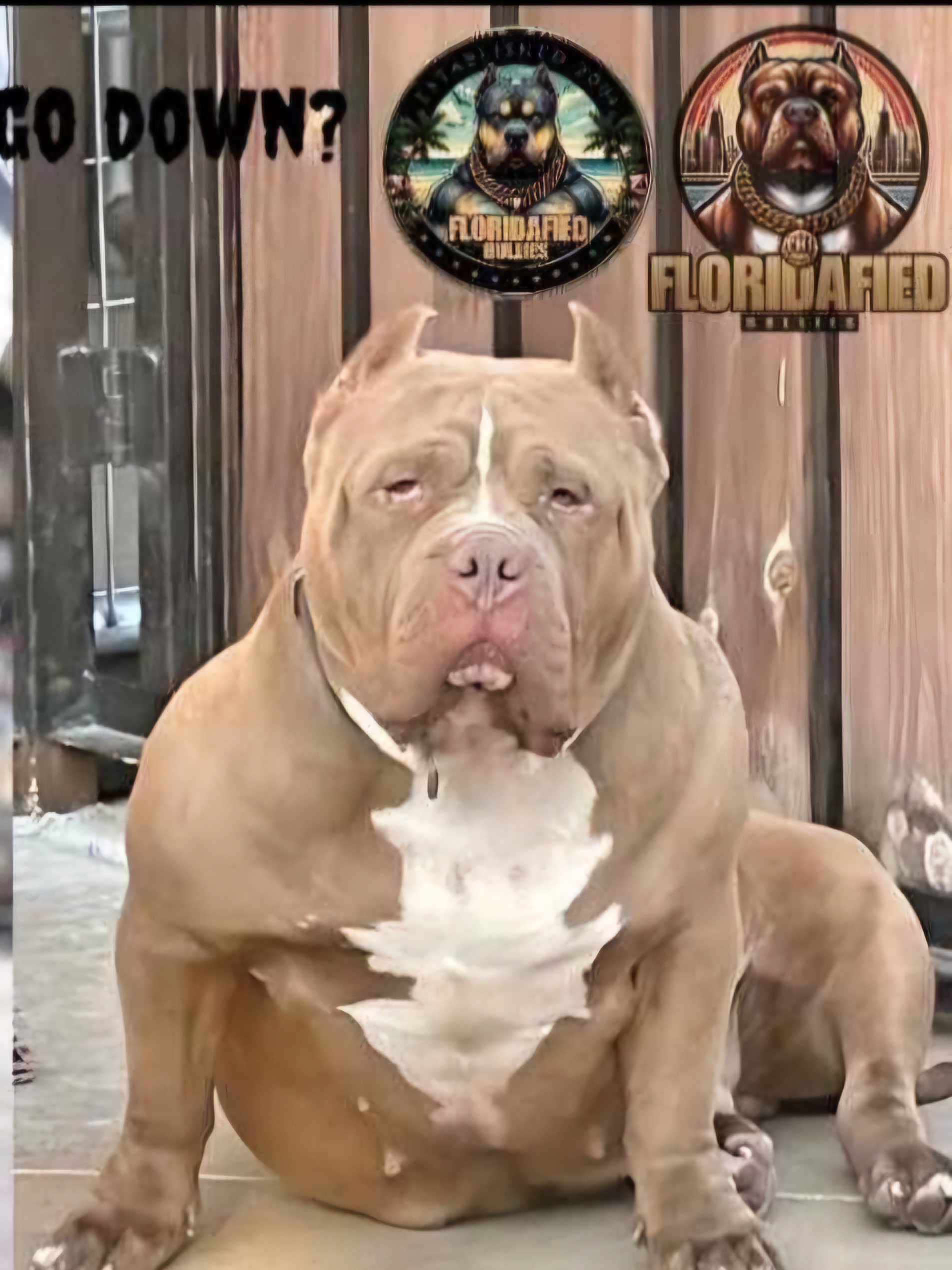 Dog Featured Image