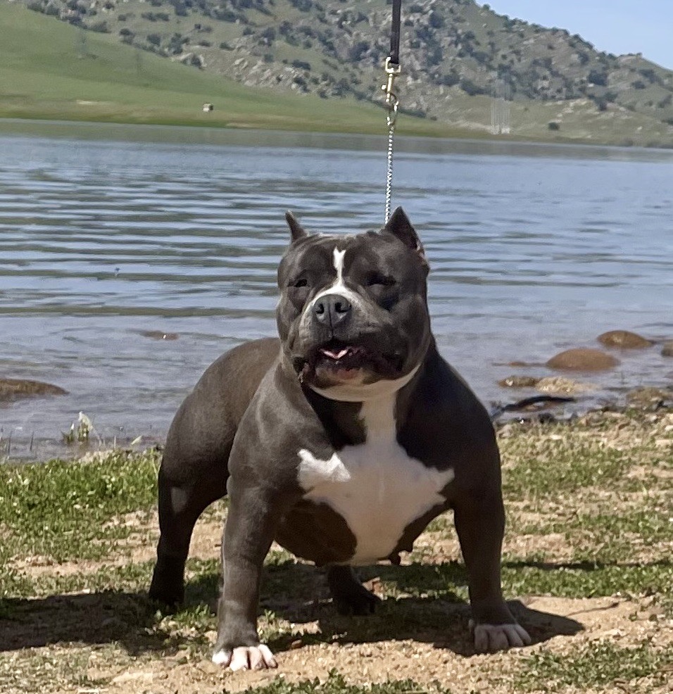 Dog Featured Image