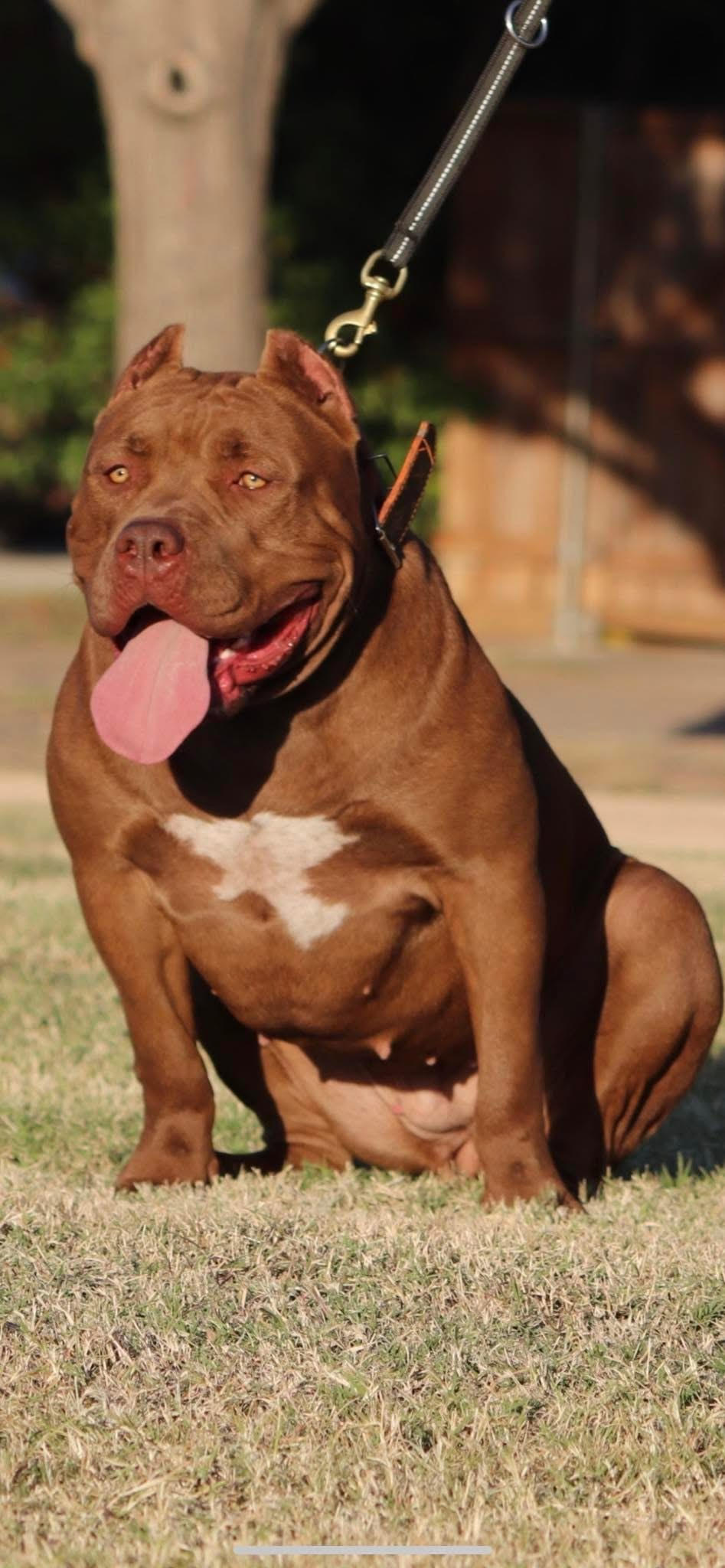 Dog Featured Image
