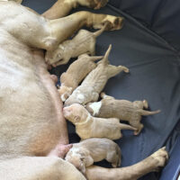 Dog Featured Image