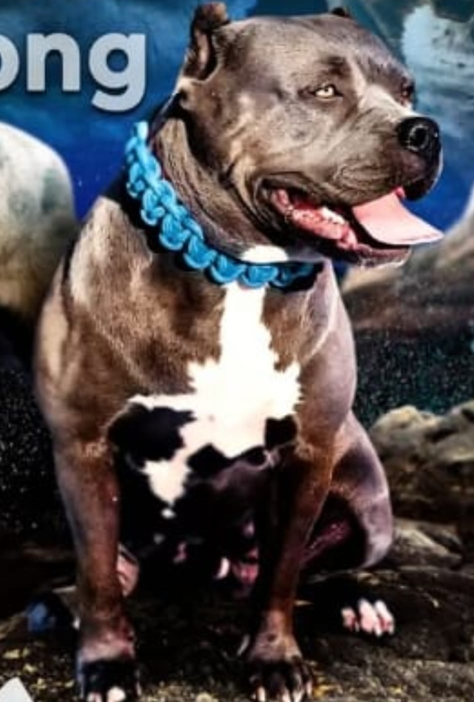 Dog Featured Image