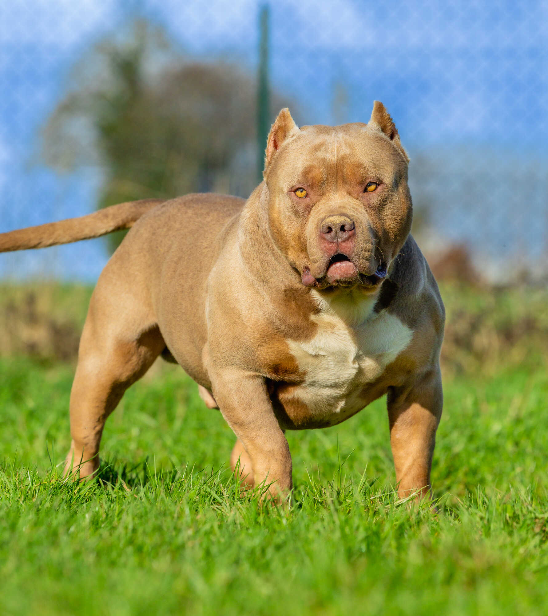 Dog Featured Image