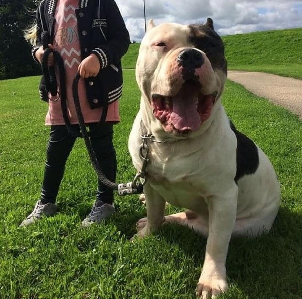 Dog Featured Image
