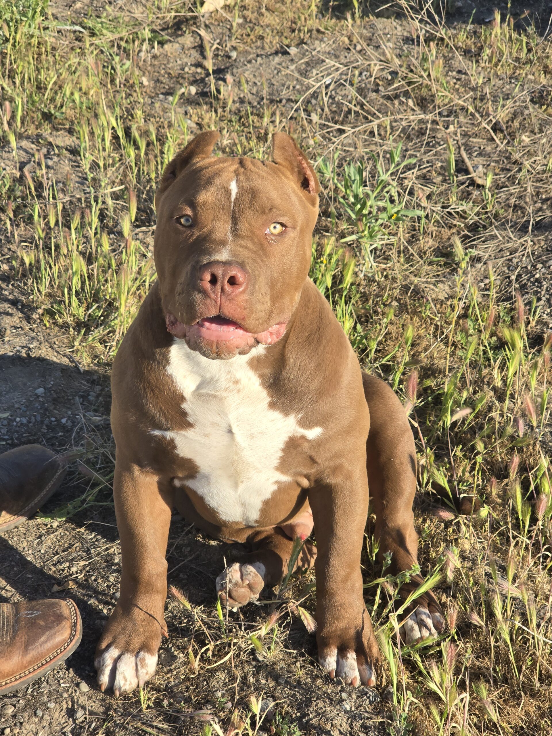 Dog Featured Image